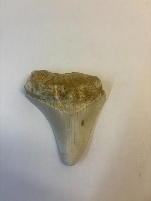 Megalodon Haaientand (3), Verzamelen, Mineralen en Fossielen, Fossiel, Ophalen of Verzenden