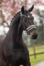 Te koop Elite Dressuur fokmerrie kwpn Jameson Furstenball, Dieren en Toebehoren, Paarden, Merrie, Gechipt, Dressuurpaard, 3 tot 6 jaar