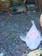 Volwassen ancistrus snow white man te koop!, Dieren en Toebehoren, Vis