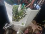 Kamerplant met pot. Grote diameter, Huis en Inrichting, Ophalen, Overige soorten, Minder dan 100 cm