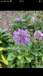 TUINPLANT Scabiosa, Tuin en Terras, Ophalen, Overige soorten, Volle zon