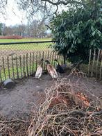 Indische loopeenden, Dieren en Toebehoren, Meerdere dieren, Eend