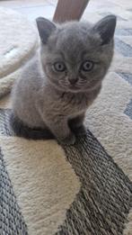 Raszuiver britse korthaar kittens, Dieren en Toebehoren, Katten en Kittens | Raskatten | Korthaar, Ontwormd, 0 tot 2 jaar