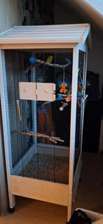 Koppel forpussen inclusief kooi, Dieren en Toebehoren, Meerdere dieren, Parkiet