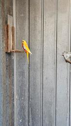 Turquoisine parkieten 4 stuks, Dieren en Toebehoren, Meerdere dieren, Parkiet
