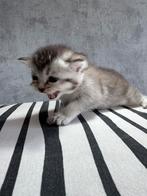 Schattige Britse Korthaar kittens, Dieren en Toebehoren, Katten en Kittens | Raskatten | Korthaar, Meerdere dieren, Met stamboom