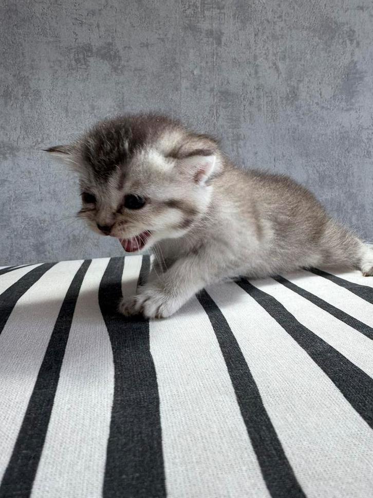 Schattige Britse Korthaar kittens, Dieren en Toebehoren, Katten en Kittens | Raskatten | Korthaar, Meerdere dieren, 0 tot 2 jaar