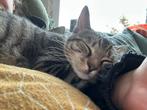 Pepita zoekt een gouden mandje, Dieren en Toebehoren, Poes, Kortharig, 0 tot 2 jaar