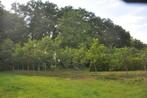 Walnotenbomen, Tuin en Terras, Ophalen, Lente, Volle zon, Overige soorten