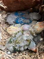 Baby Agapornis fischeri dwergpapegaai 2, Geslacht onbekend, Dwergpapegaai of Agapornis, Geringd