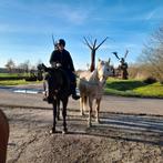 Vrijwilligers dierenopvang gezocht, Diensten en Vakmensen, Dieren | Paarden | Verzorging, Oppas en Les