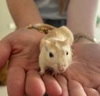 Gezellig koppeltje gerbils (vrouwtjes), Dieren en Toebehoren, Knaagdieren, Vrouwelijk, Na 1 juli 2024, Tam