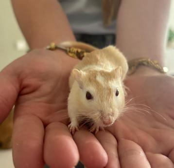 Gezellig koppeltje gerbils (vrouwtjes) beschikbaar voor biedingen