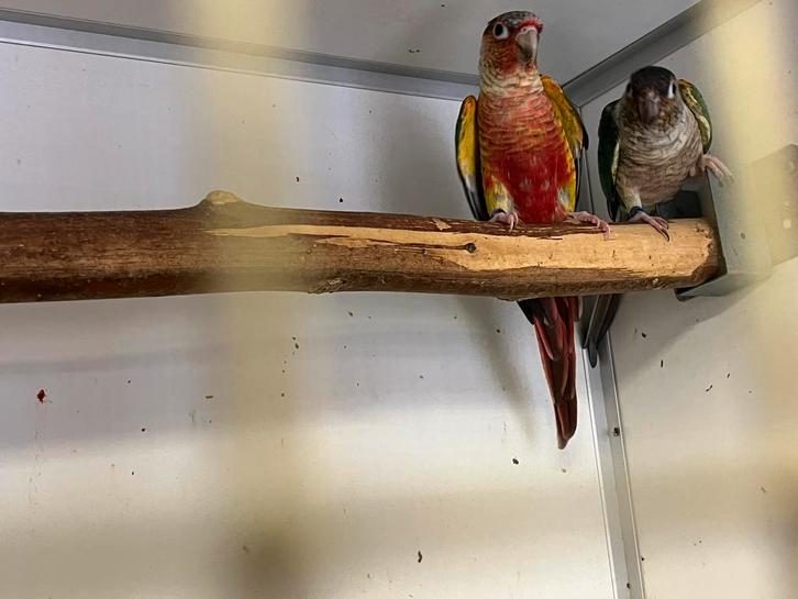 Prachtig bewezen broedkoppel Pyrrhura Molinae, Dieren en Toebehoren, Vogels | Parkieten en Papegaaien, Parkiet, Mannelijk