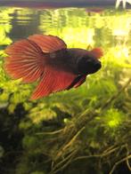 Betta mannen en vrouwen F4, Vis