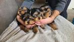 Yorkshire Terrier Puppies, Yorkshire Terriër, 8 tot 15 weken, Meerdere, Meerdere dieren