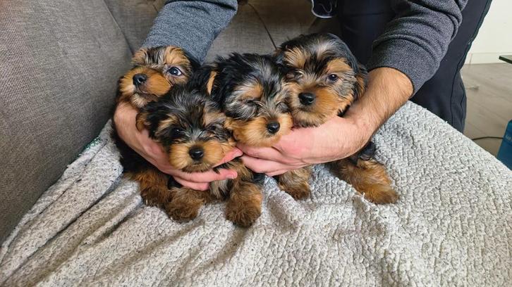 Yorkshire Terrier Puppies, Dieren en Toebehoren, Honden | Jack Russells en Terriërs, Meerdere dieren, Yorkshire Terriër, Particulier