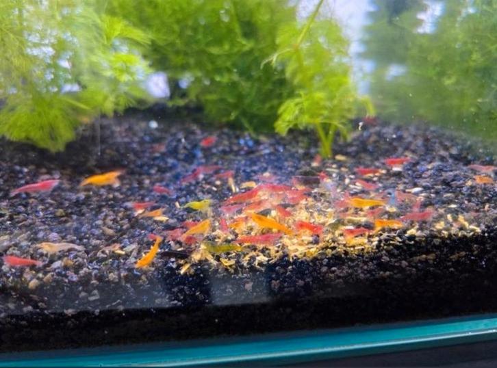 Mix Garnalen op=op, Dieren en Toebehoren, Vissen | Aquariumvissen, Kreeft, Krab of Garnaal