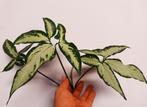 Syngonium angustatum Little star - kopstek , Huis en Inrichting, Kamerplanten, Overige soorten, Minder dan 100 cm, Ophalen of Verzenden
