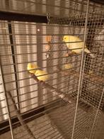 Kanaries te koop, prijs is per stuk, Dieren en Toebehoren