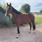 Brave recreatie merrie te koop, Dieren en Toebehoren, Paarden, Merrie, B, Gechipt, 160 tot 165 cm