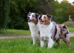 Gezocht Australian Shepherd blue of red merle pup teefje, Dieren en Toebehoren, Honden | Herdershonden en Veedrijvers, Overige rassen