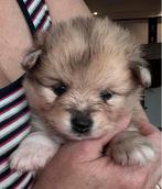 Ontzettende lieve, aanhankelijke en knappe puppy’s  🐶🐶🐶🐶, Dieren en Toebehoren, Honden | Niet-rashonden, CDV (hondenziekte)