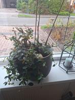 Leuke Peperomia kamerplant in pot, Ophalen, Overige soorten, Halfschaduw, In pot