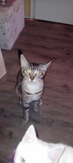 Mix maine coon kitten silver mackerel tabby, Dieren en Toebehoren, Kater, Ontwormd, 0 tot 2 jaar