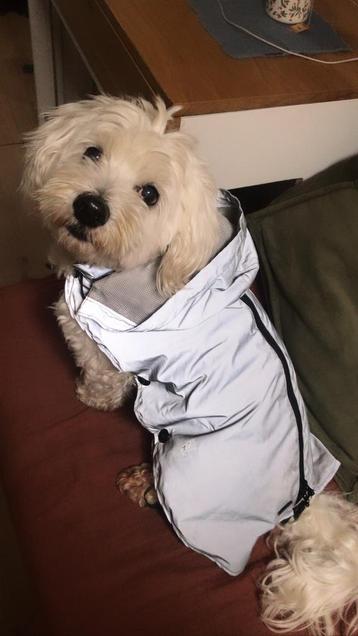Regenjasje hond beschikbaar voor biedingen