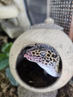 Terrarium met of zonder luipaard gekko (Rango) L120xB50xH51, Dieren en Toebehoren, Hagedis, Tam, 0 tot 2 jaar