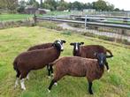 Te koop zwartbles dekrammen, Dieren en Toebehoren, Schapen, Geiten en Varkens, Mannelijk, Schaap