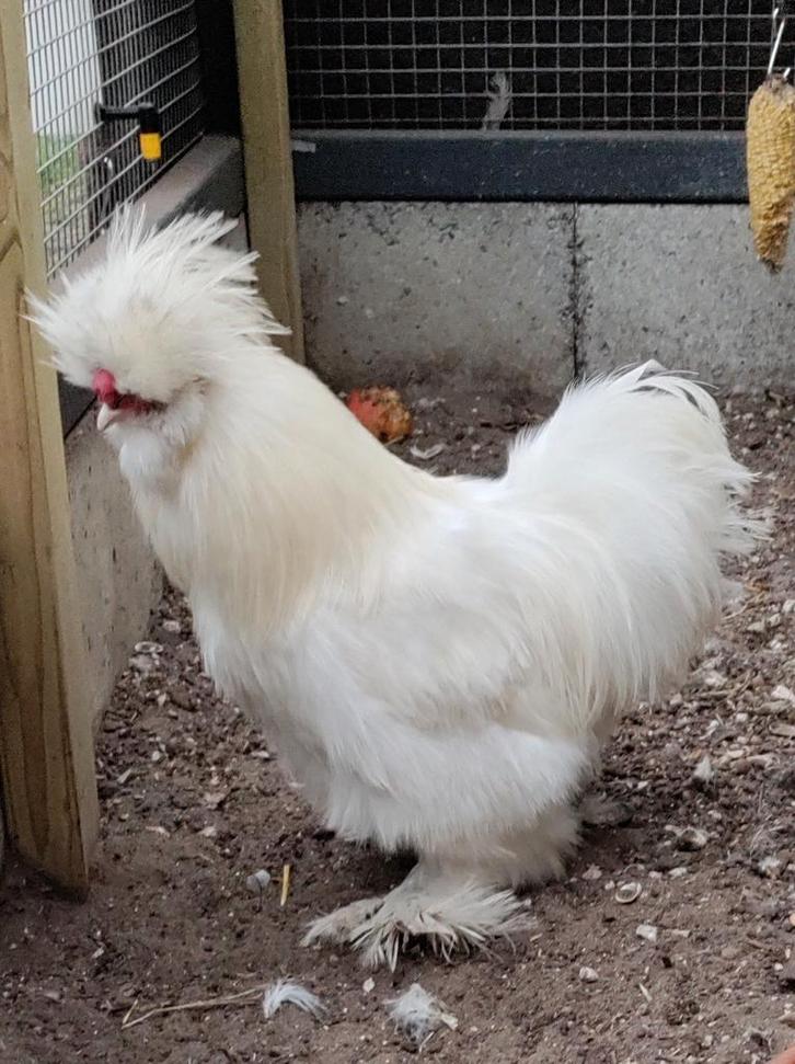 Zijdehoen Haan, Dieren en Toebehoren, Pluimvee, Kip, Mannelijk