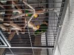 Caique koppel, Dieren en Toebehoren, Vogels | Parkieten en Papegaaien, Meerdere dieren, Papegaai, Geringd