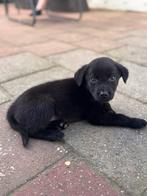 Labrador Bordercollie kruising pups, Dieren en Toebehoren, Honden | Niet-rashonden, 8 tot 15 weken, Meerdere, Meerdere dieren