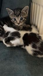 2 kittens te koop!, Dieren en Toebehoren, Katten en Kittens | Raskatten | Korthaar, Kater