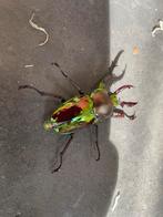 Trio Phalacrognathus muelleri, Overige soorten