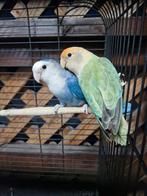 Agaponis dwerg papagaai €50, Dieren en Toebehoren, Vogels | Parkieten en Papegaaien, Tam