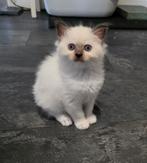 Ragdoll kitten met stamboom, Dieren en Toebehoren, Poes, Gechipt, 0 tot 2 jaar