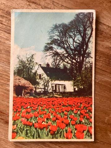 Tulpenveld met Huis. beschikbaar voor biedingen
