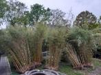 Bamboe ongeveer 2,25 m hoog, niet woekerend, Tuin en Terras, Planten | Bomen, Overige soorten, Bloeit niet, Ophalen of Verzenden