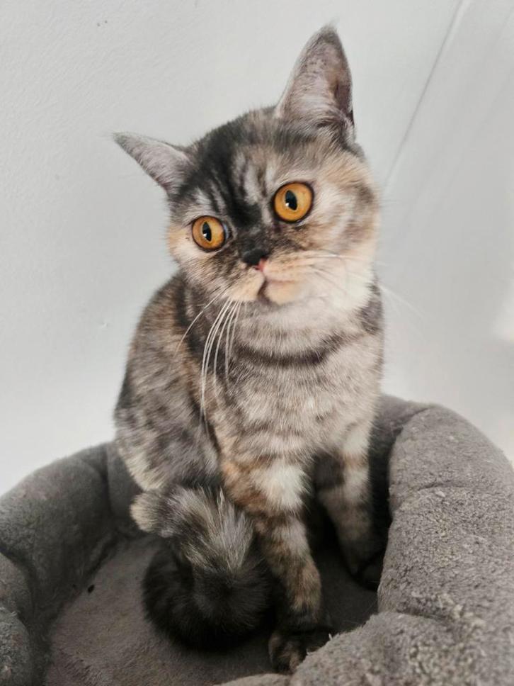 Lieve Brits korthaar poes met stamboom zoekt fijn huis, Dieren en Toebehoren, Katten en Kittens | Raskatten | Korthaar, Poes, 0 tot 2 jaar