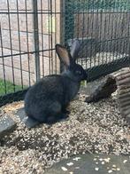 Jonge vlaamse reus kruising lotharinger konijn, Dieren en Toebehoren, Meerdere dieren, Groot