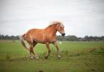 Veelzijdige Haflinger Merrie, Dieren en Toebehoren, Paarden, Merrie, Minder dan 160 cm, B, 11 jaar of ouder