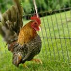 Ayam seram trio. Volwassen, Dieren en Toebehoren, Meerdere dieren, Kip