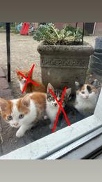 4 boerderij kittens, Meerdere dieren