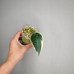 Hoya Latifolia Albomarginata, Overige soorten, Minder dan 100 cm, Bloeiende kamerplant, Halfschaduw