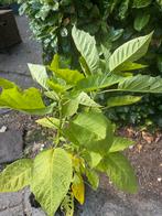 Brugmansia, Ophalen, Volle zon, Overige soorten, Minder dan 100 cm