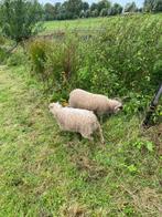 2 Ouessantschaapjes, Dieren en Toebehoren, Schapen, Geiten en Varkens, Meerdere dieren, Schaap, 0 tot 2 jaar