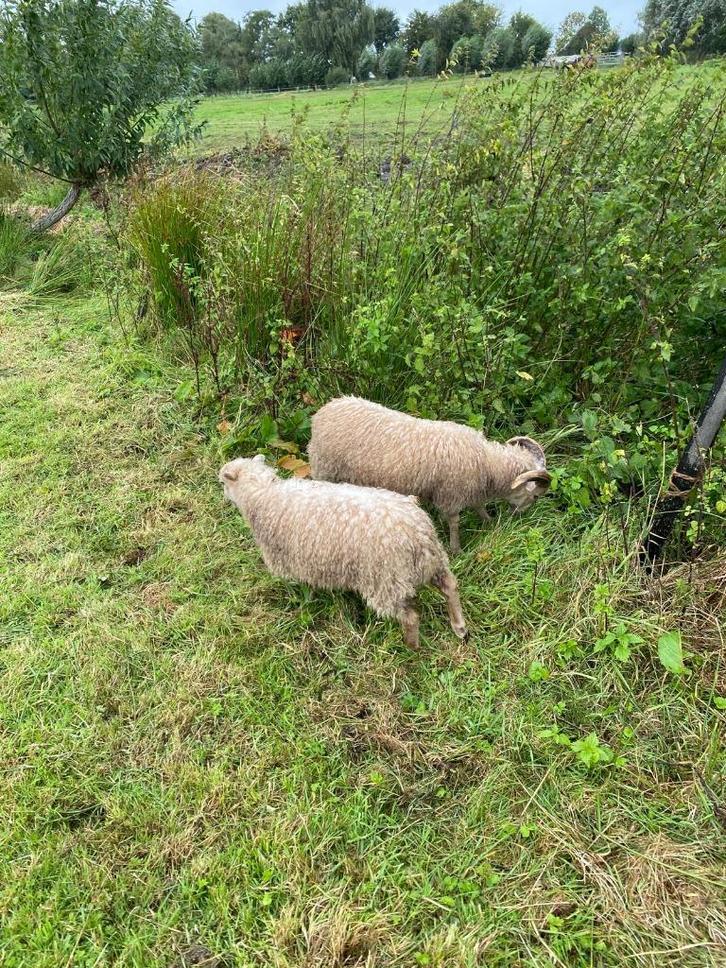 2 Ouessantschaapjes, Dieren en Toebehoren, Schapen, Geiten en Varkens, Schaap, Meerdere dieren, 0 tot 2 jaar